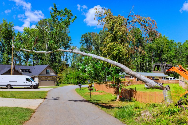 Cost of Fallen Tree Removal in Woodstock, GA