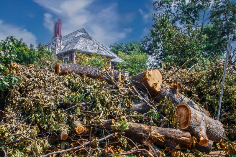 When To Get Tree Removals in Woodstock