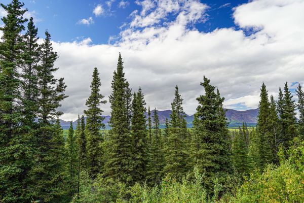 Spruce Tree Removal in Woodstock