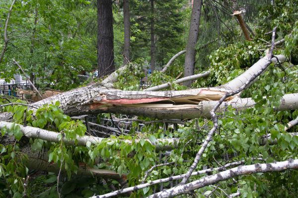 Birch Tree Removal in Woodstock