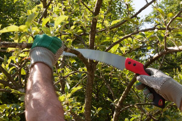Elm Tree Removal in Woodstock