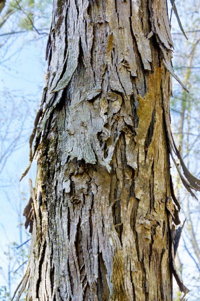Hickory Tree Removal in Woodstock