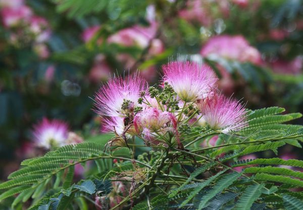 Mimosa Tree Removal in Woodstock
