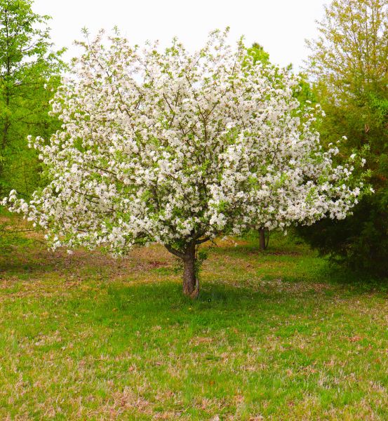 Dogwood Tree Removal in Woodstock