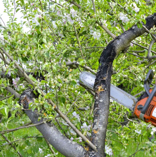 Apple Tree Removal in Woodstock