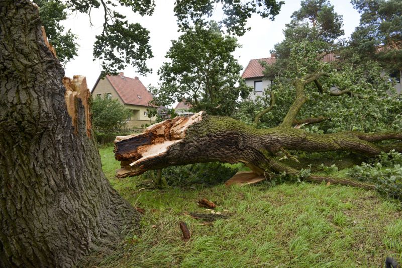 Elm Tree Removal