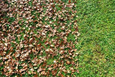 Seasonal Yard Care