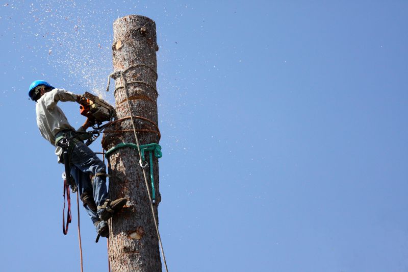 Tree Removal in Progress