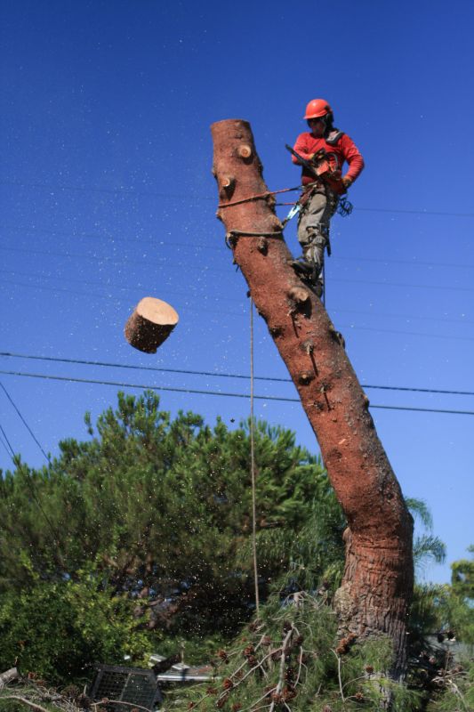 Tree Removal in a Residential Area