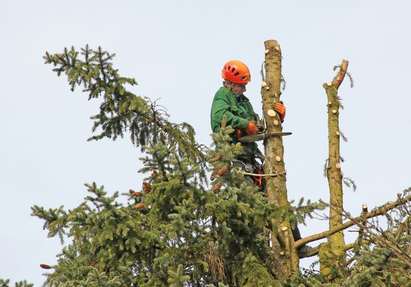 Tree Cutting Near Power Lines